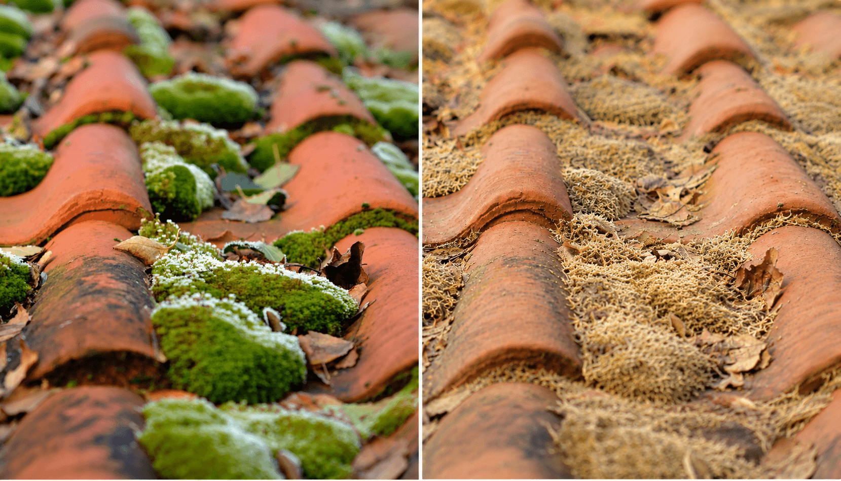 Mousse sèche accumulée sur une toiture